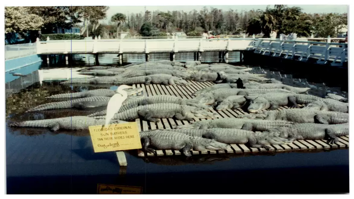 Several alligators rest on wooden planks in an enclosed water area in a zoo. A white bird stands among them, with a yellow sign displaying warning messages.