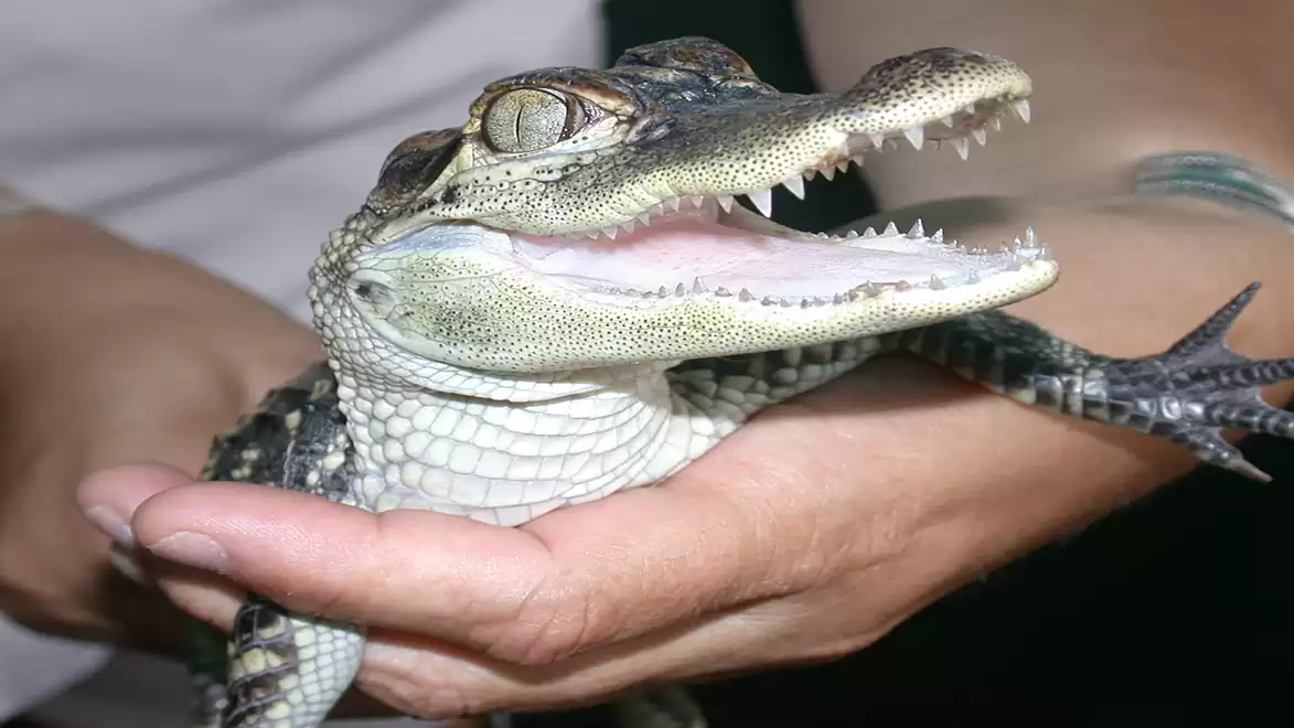 Close-up of a small crocodile held in a person's hand with its mouth open.