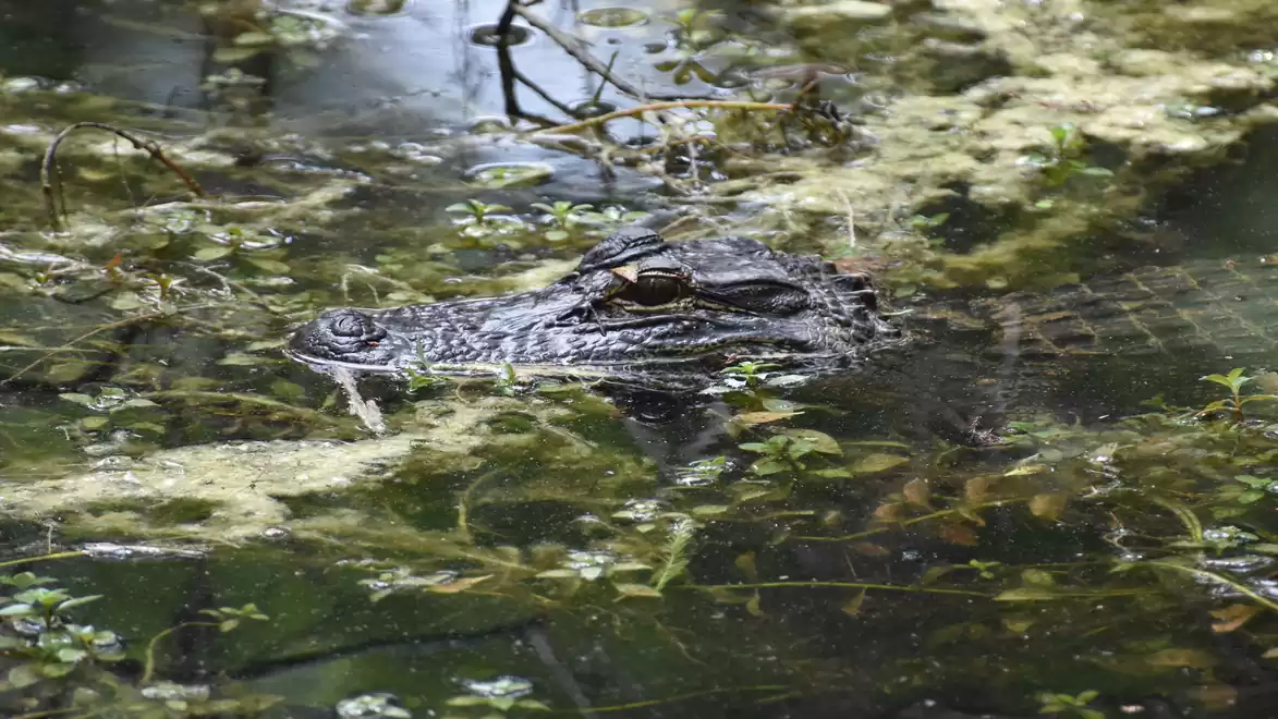 A crocodile nearly completely covered by algae and plants in the water, with only its eyes and part of its head visible.