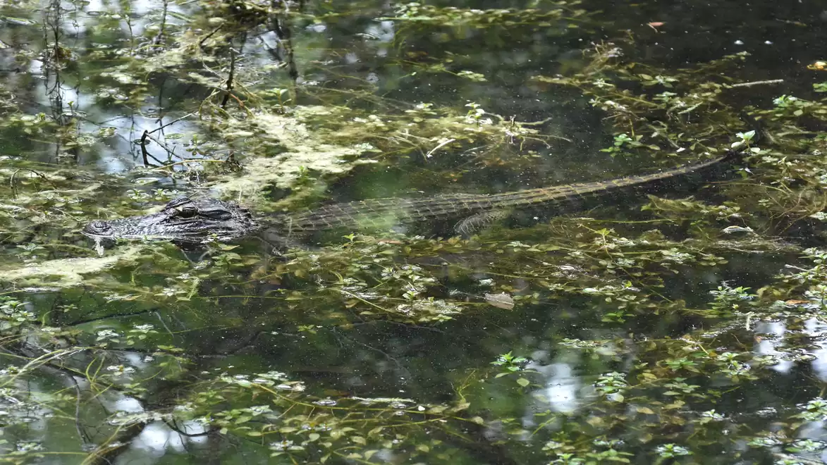 A crocodile well camouflaged in the water, surrounded by green foliage.