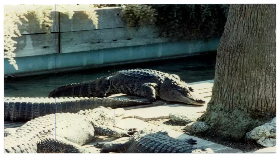 Several crocodiles sunbathing on a concrete floor next to a tree on a sunny day.