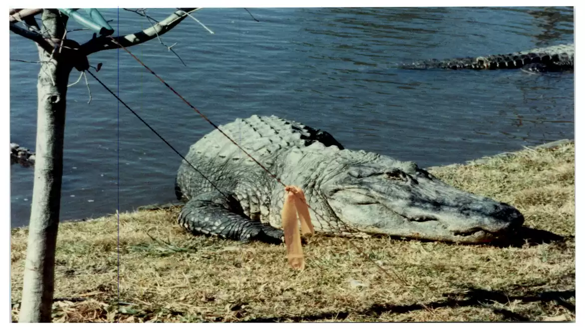 A large alligator rests on the shore of a lake, with trees in the background.