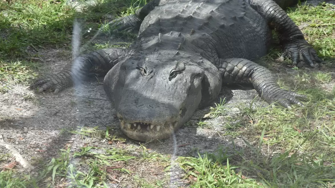 A large alligator lying on grass under a shady tree.