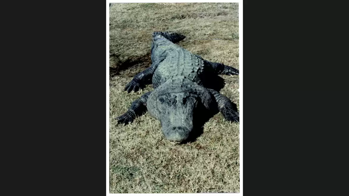 Large crocodile lying on dry grass in a field, facing the camera attentively.