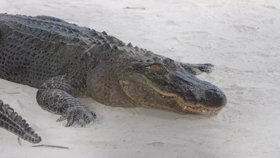 A large crocodile rests calmly on light sand, showcasing its tough skin and strong build.