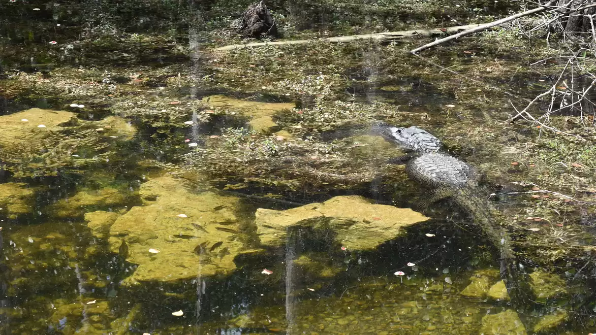 A crocodile is partially camouflaged in the shallow water of a vegetated pond.