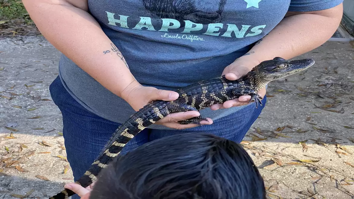 A person is holding a small alligator in their hands while a child watches curiously.