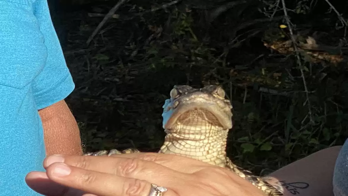 A person holding a small alligator in their hands; trees are visible in the background.