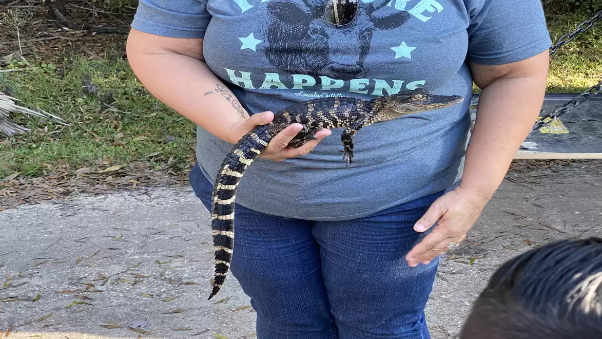 Person holding a small alligator in their hands. The person is wearing a t-shirt with an animal motif. Grass and path visible in the background.