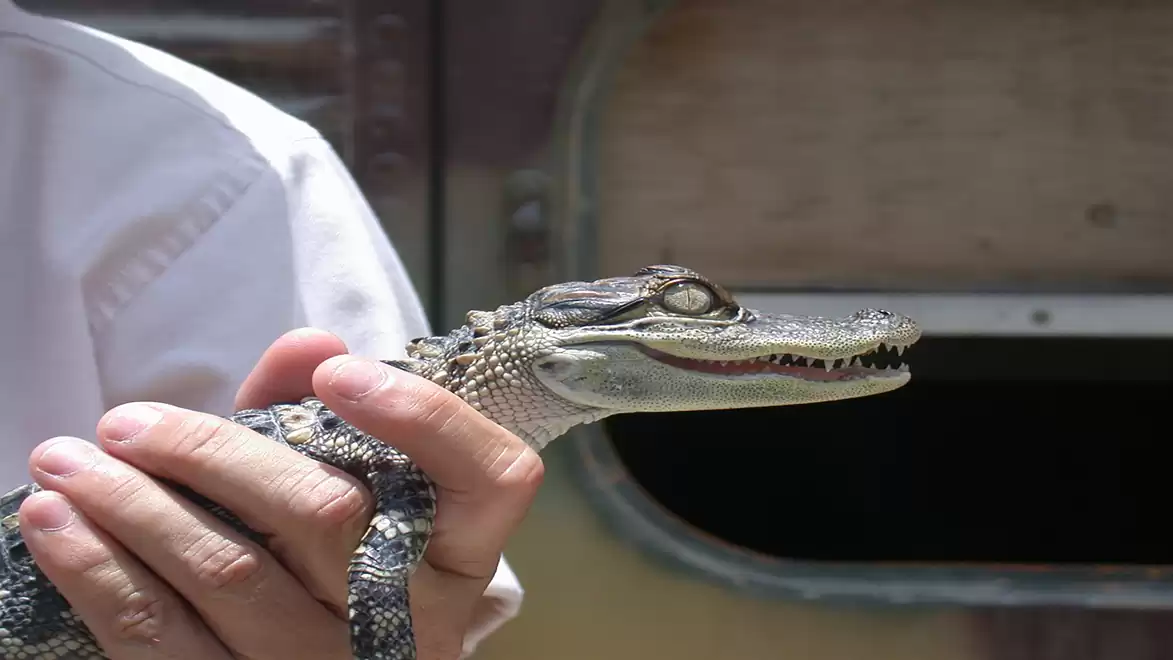 A person gently holds a young crocodile in their hands, gleaming in the sunlight. A part of a building is visible in the background.