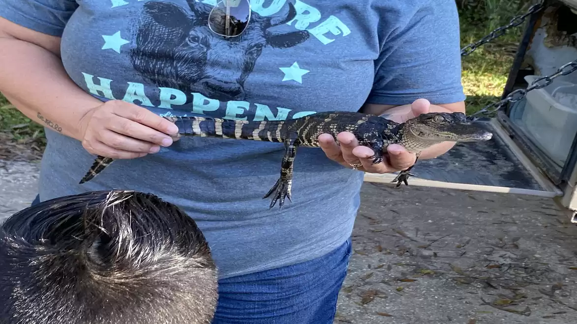 A person holds a small alligator in their hands. The alligator has dark stripes and the person is wearing a blue T-shirt with a print. In the foreground, the back of another person's head is visible.