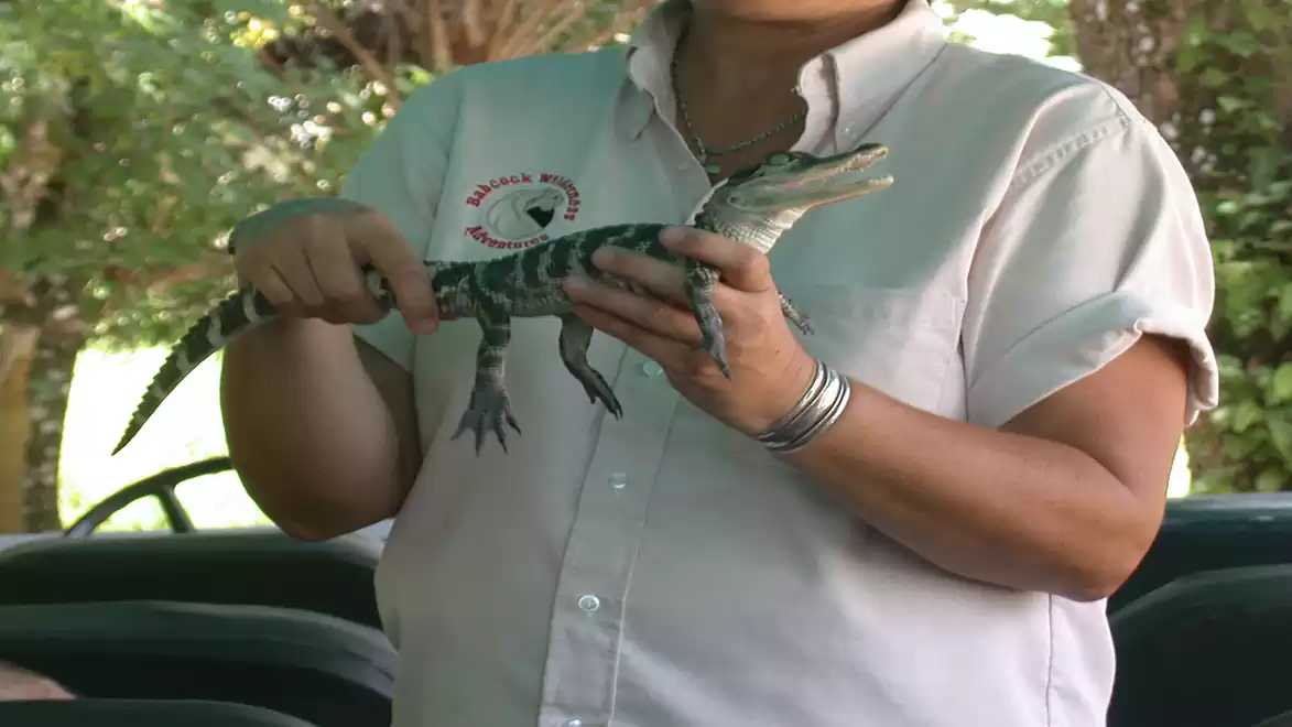 A person holds a small crocodile in their hands. The background shows a green, natural setting.