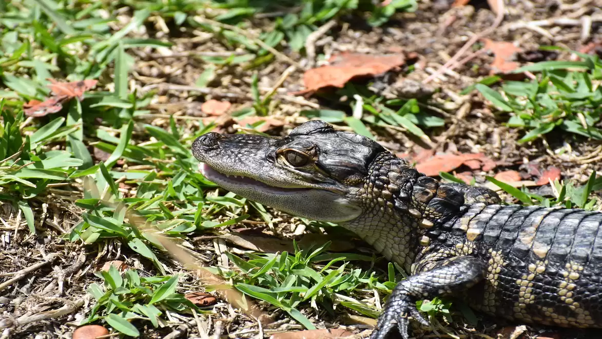 A small crocodile is lying in the grass, surrounded by green leaves and brown twigs, in sunny weather.
