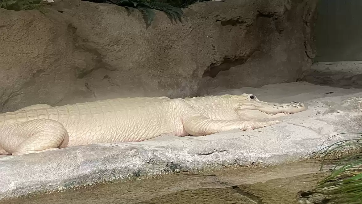 A white alligator lying on a rock in an enclosure. The background includes rocks.