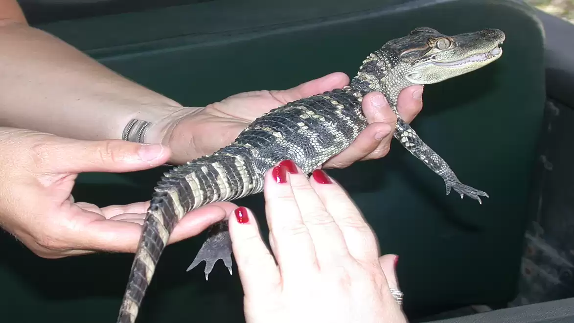 A young alligator is gently held by two people while resting in their hands.