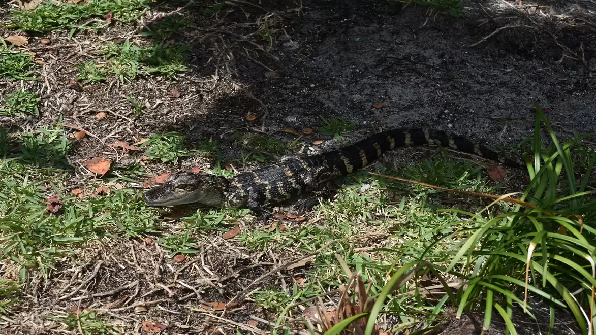 A young alligator lies in the sun on grass in the shade of a tree.