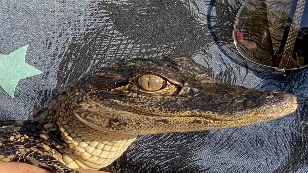 A young crocodile rests on a blue surface with a green star shape and a pair of sunglasses.