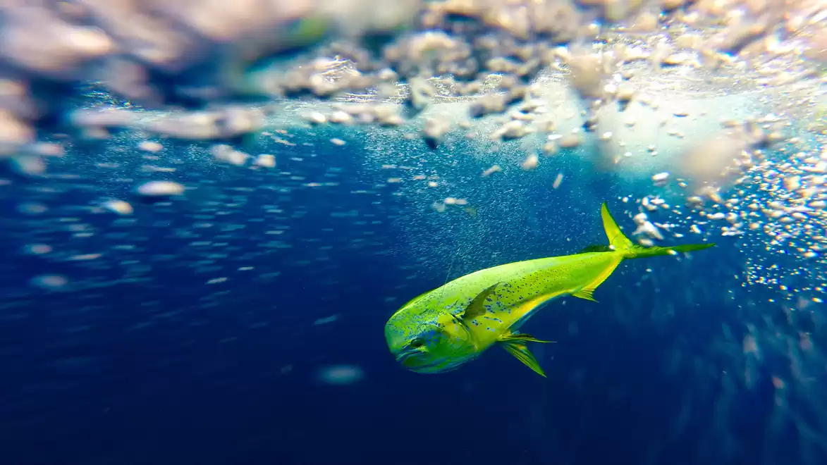 A bright yellow fish swimming in the clear blue ocean, surrounded by bubbling water.