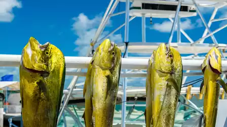 Five large fish hanging from a rod against a blue sky with some clouds and boat structures in the background.