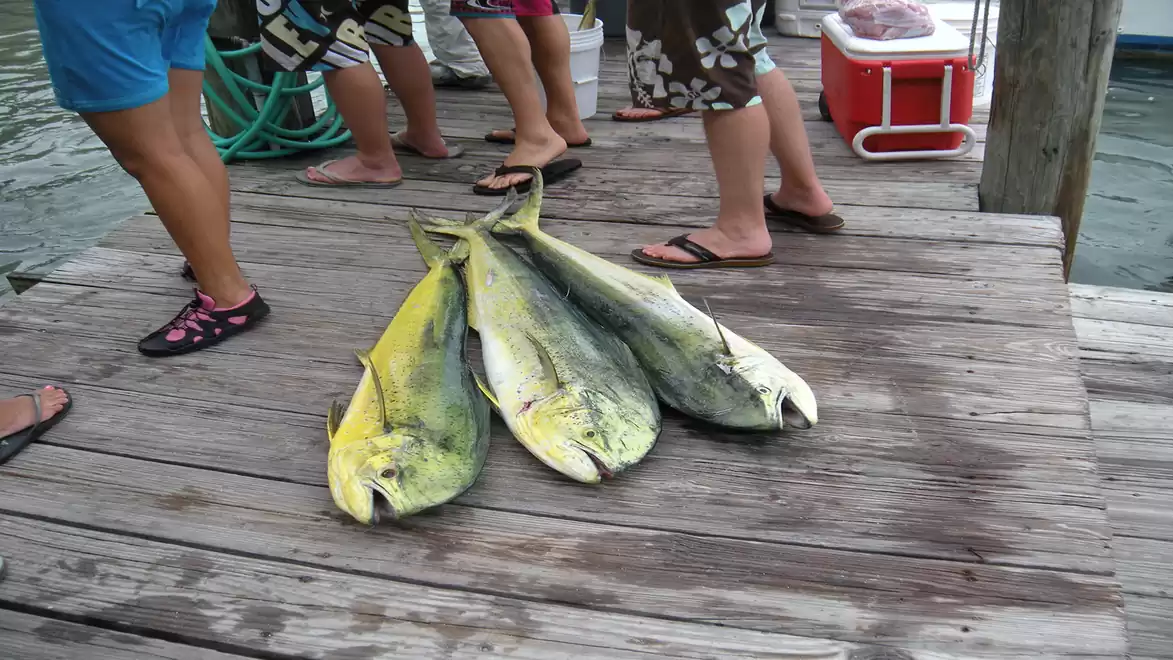 Several large fish lying on a wooden dock, surrounded by people in summer attire.