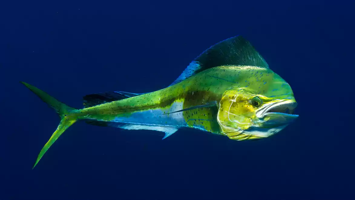 A golden yellow mahi-mahi fish swims in deep blue water, its shimmering scales glistening in the light.