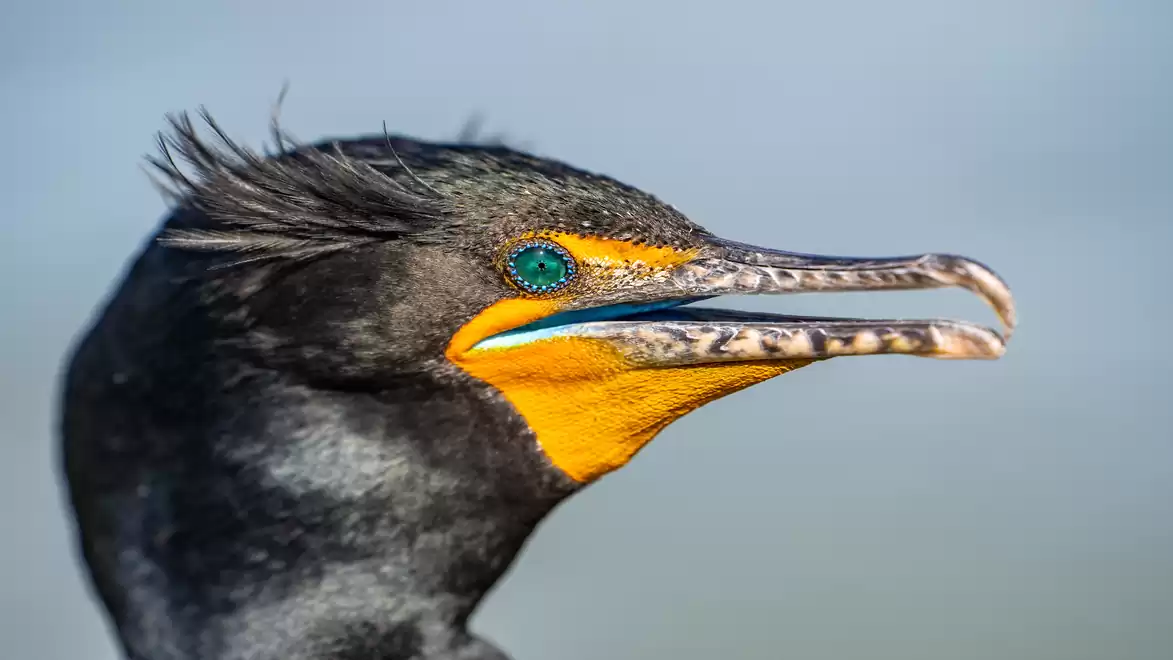 Close-up of a cormorant with vibrant colors and striking details.