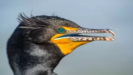 Close-up of a cormorant with vibrant colors and striking details.