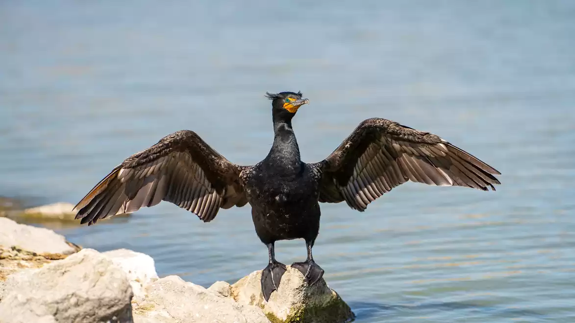 A cormorant with outstretched wings stands on a rock at the lake shore. The sky is clear and the water is calm.