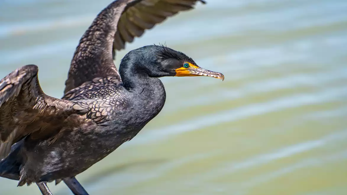 Close-up of a cormorant with outstretched wings on the shore of a water body.