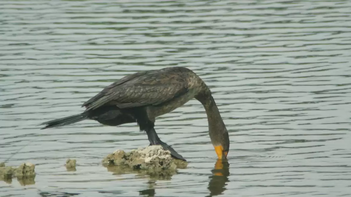 A cormorant stands on a rock in the water, dipping its head underwater to search for food.