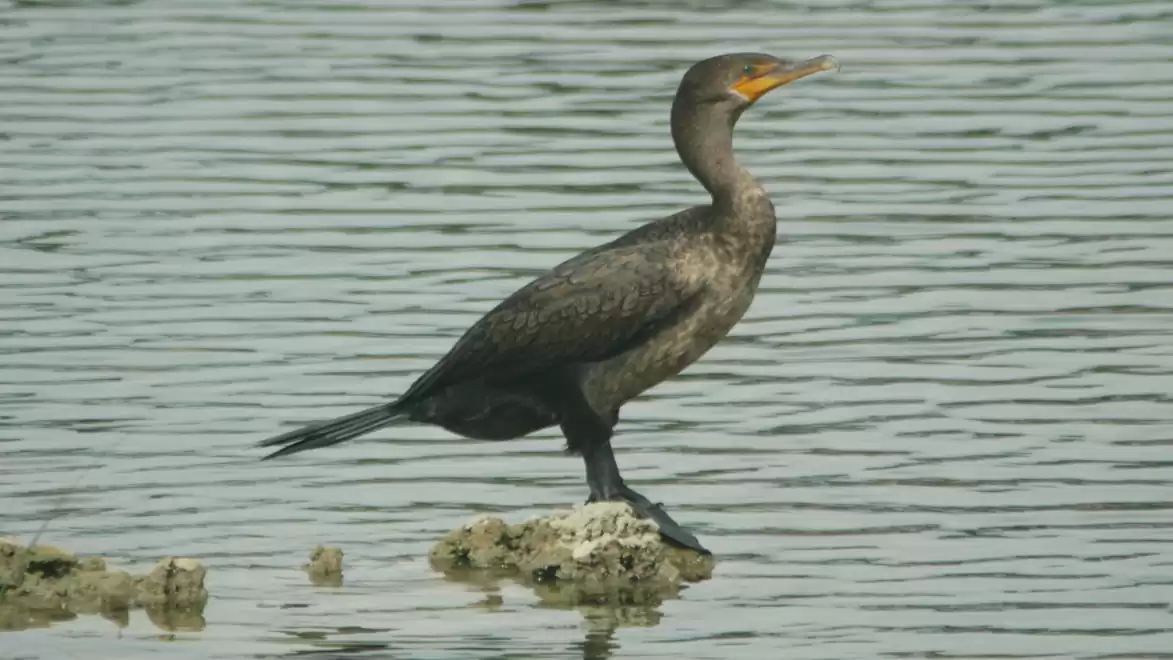 A cormorant sits on a rock in the water, looking to the side.