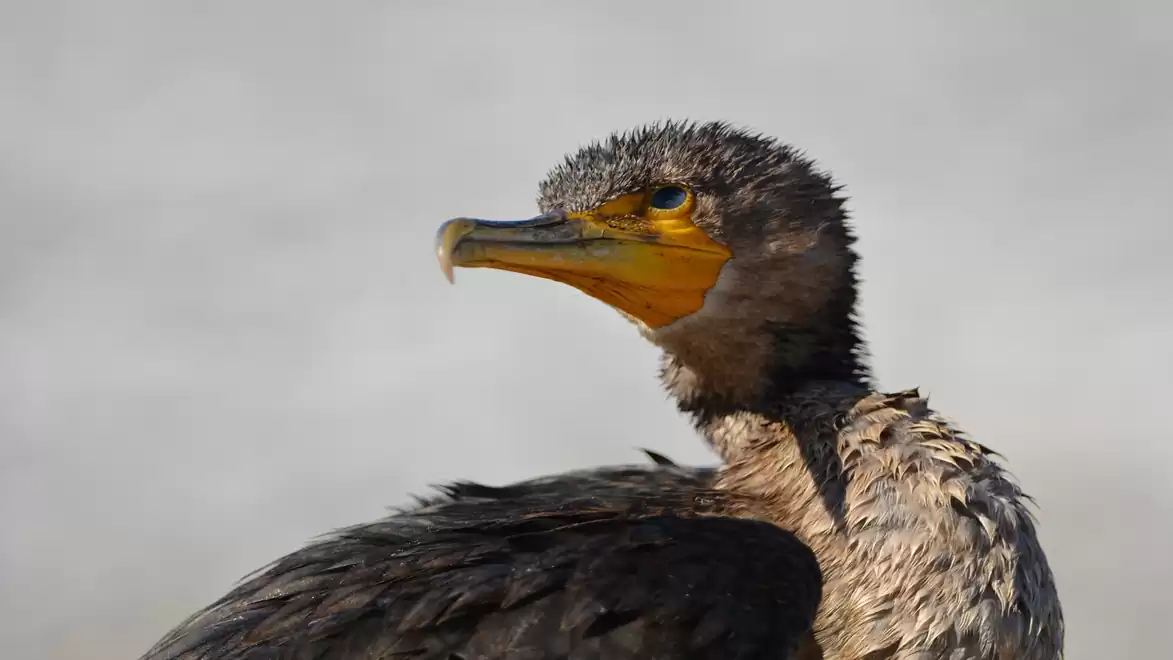 Portrait of a cormorant with wet feathers.