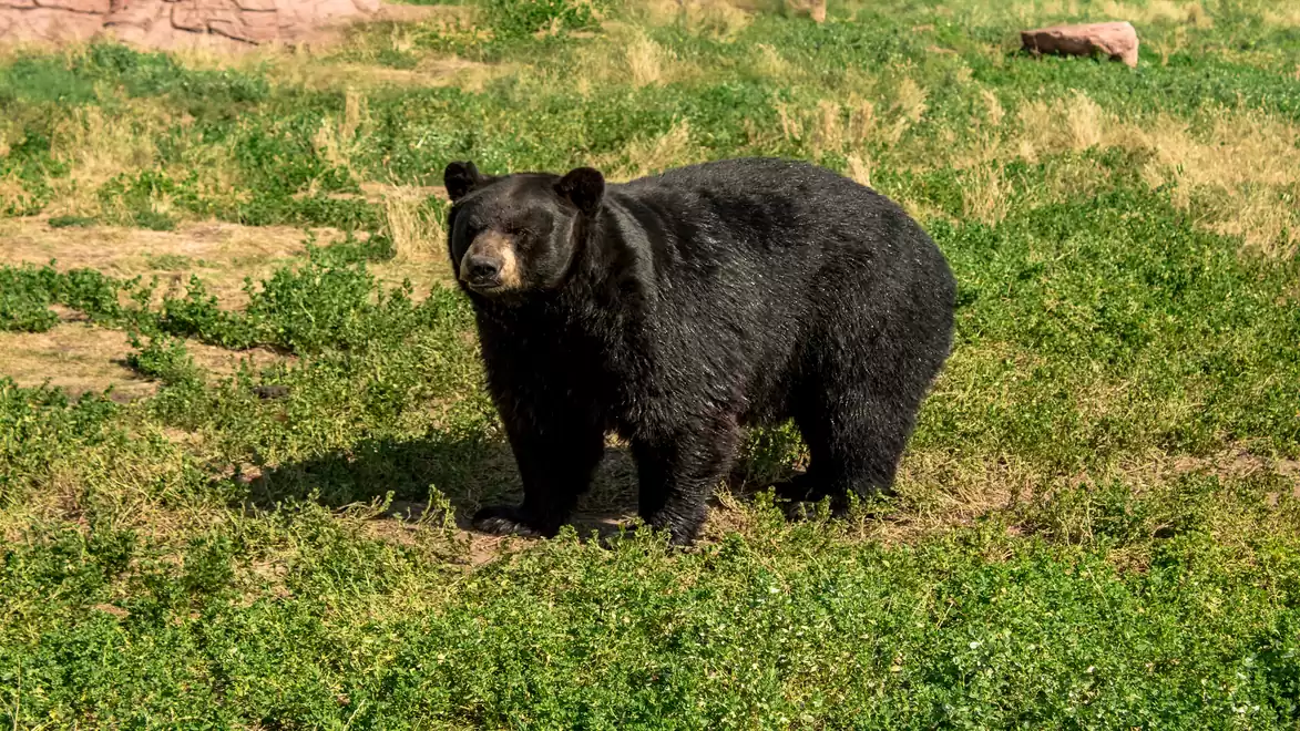 A black bear standing on a green meadow, surrounded by grass and plants, under a clear blue sky.