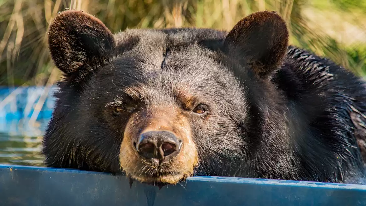 A black bear lies in a blue water basin, looking relaxed into the camera.