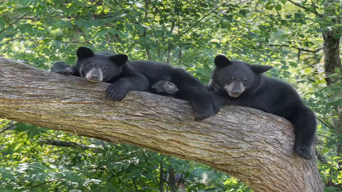 Two black bears resting on a wide tree branch in the forest, surrounded by dense greenery.