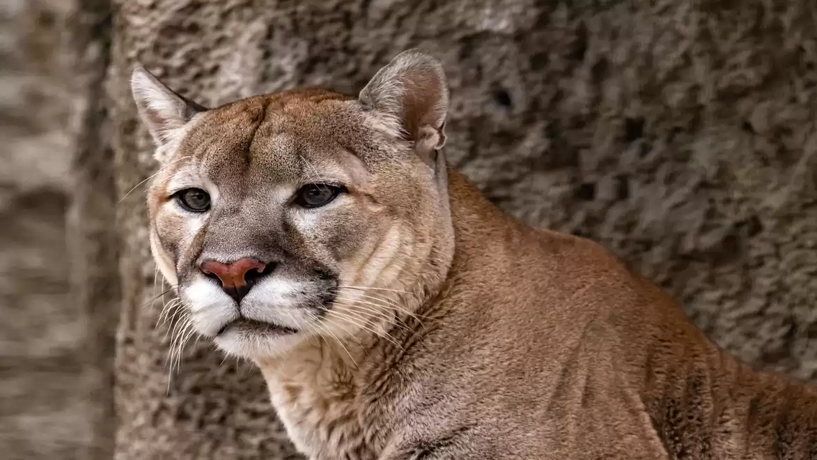 A cougar stands against a rocky background, gazing attentively into the distance.