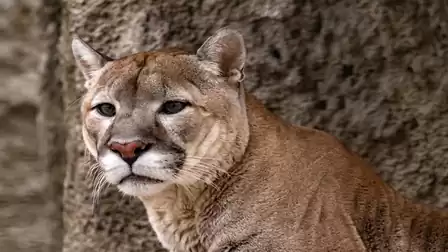 A cougar stands against a rocky background, gazing attentively into the distance.