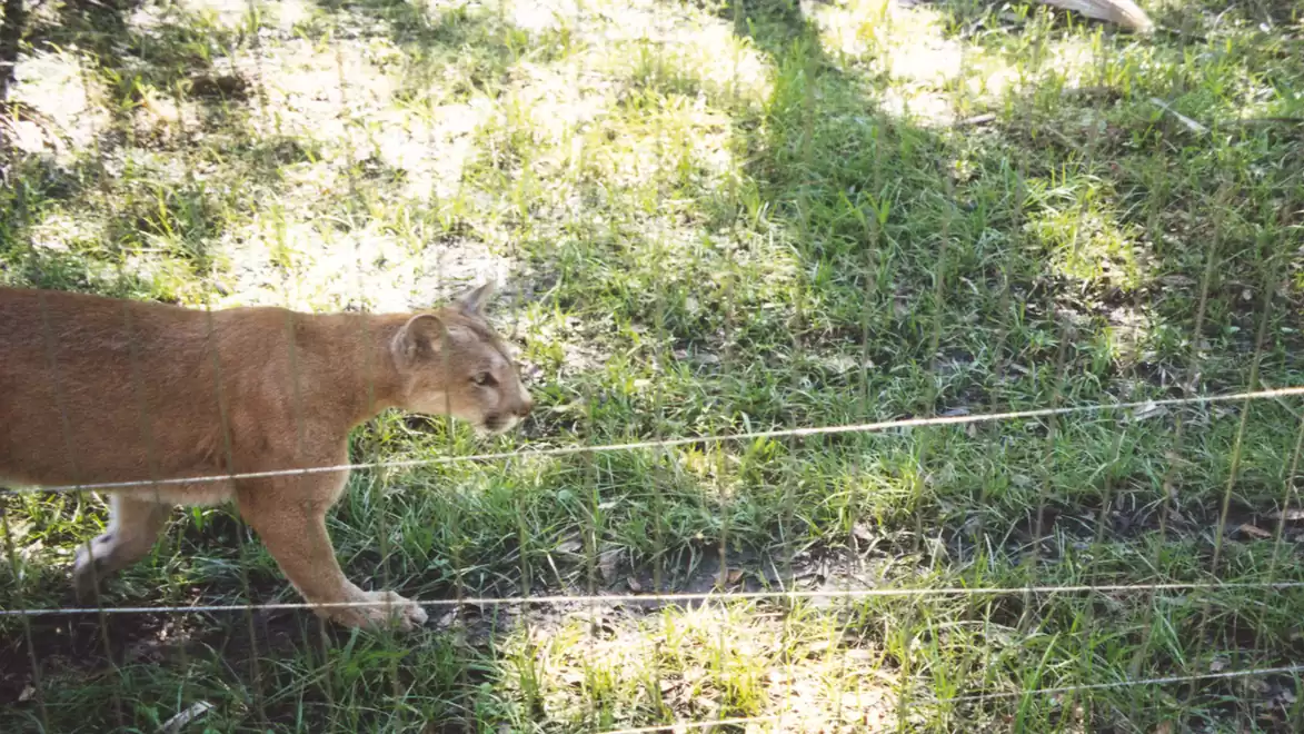 A cougar walks along a fence in a grassy enclosure. The lighting casts shadows on the ground.