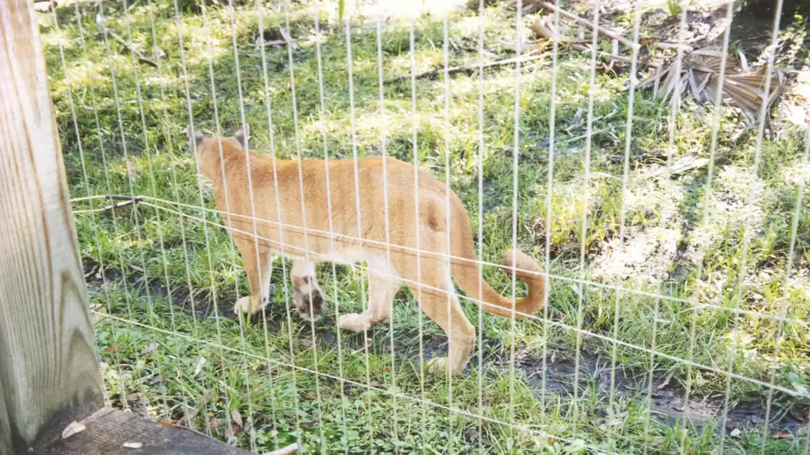 A cougar walking in a fenced area on grassy ground.