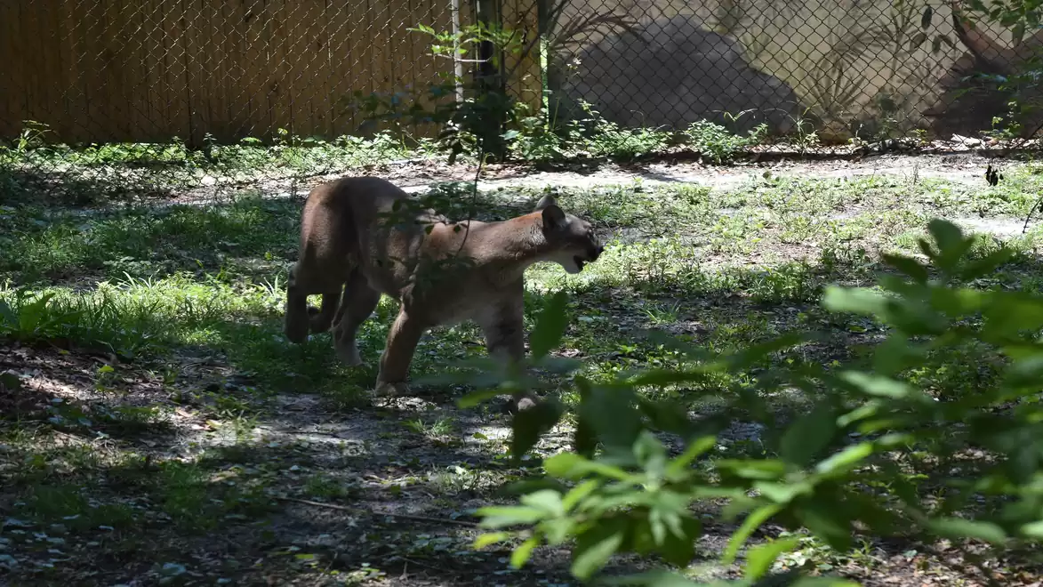 A cougar prowls through a wooded area with sunny clearings.