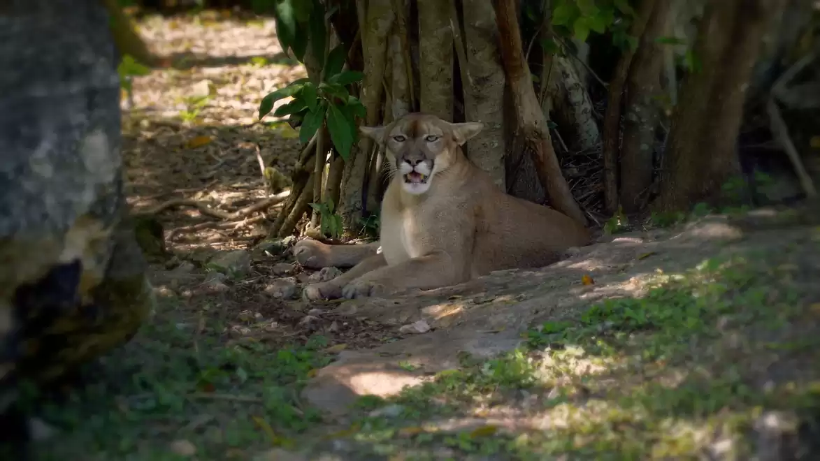 A lion lies in the shade under trees, surrounded by natural jungle plants.