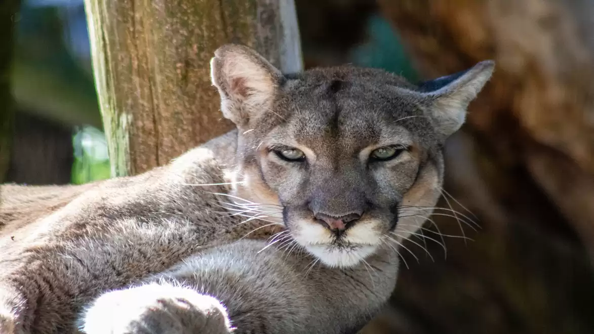 A puma is relaxing in its natural habitat, enjoying the sunlight.