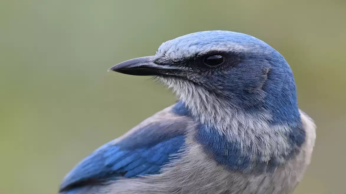 Close-up of a blue jay, a small bird with vibrant blue plumage and sharp eyes, against a blurred background.