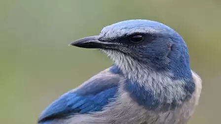 Close-up of a blue jay, a small bird with vibrant blue plumage and sharp eyes, against a blurred background.
