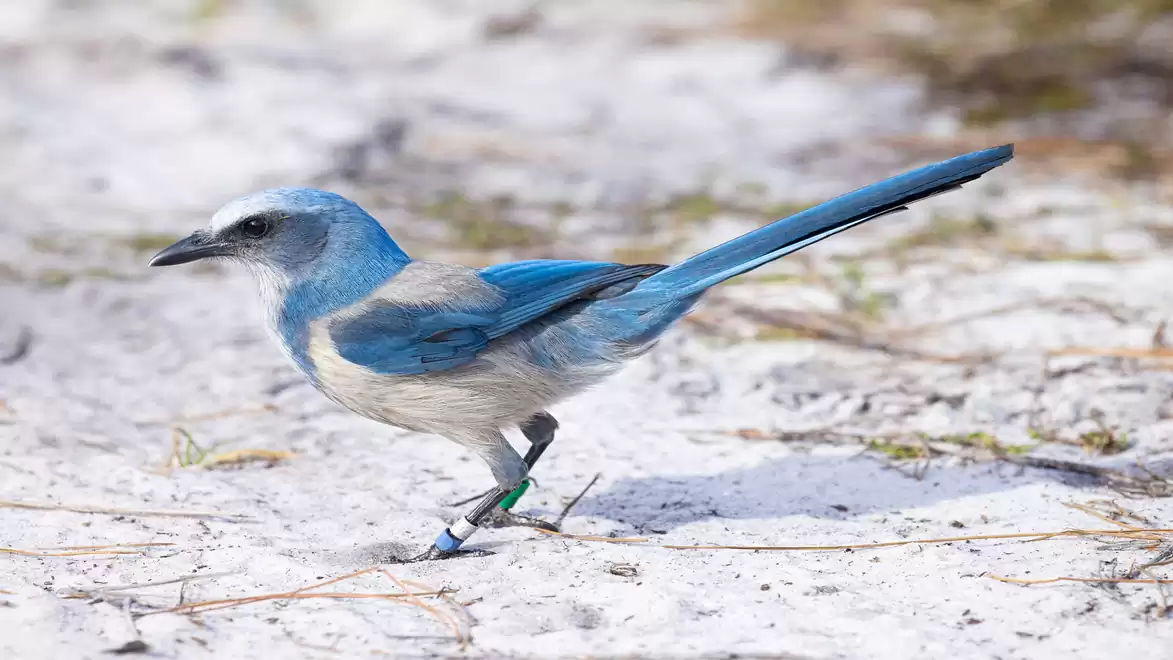 A Florida scrub-jay, a bird with blue and gray feathers, standing on sandy ground in a natural setting.