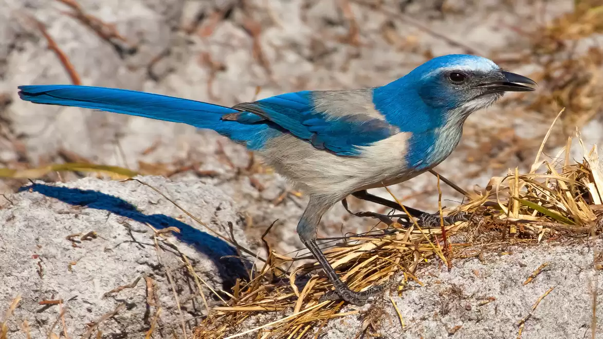 A Florida Scrub Jay with bright blue plumage and grey wings sitting on the ground surrounded by dry grass.