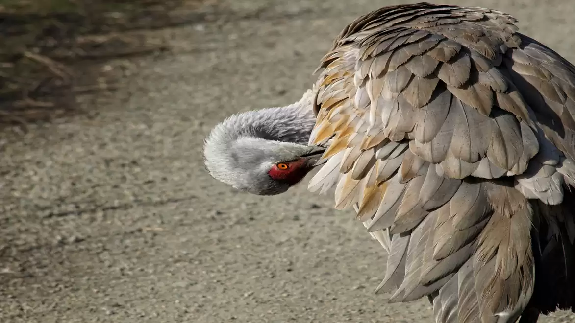 A crane preening its feathers on a rocky ground.