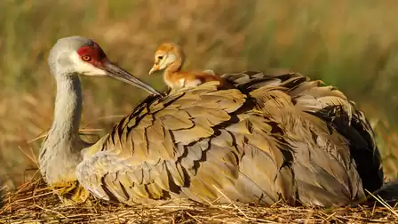A crane sits with its chick on a straw nest, surrounded by a green-brown background.