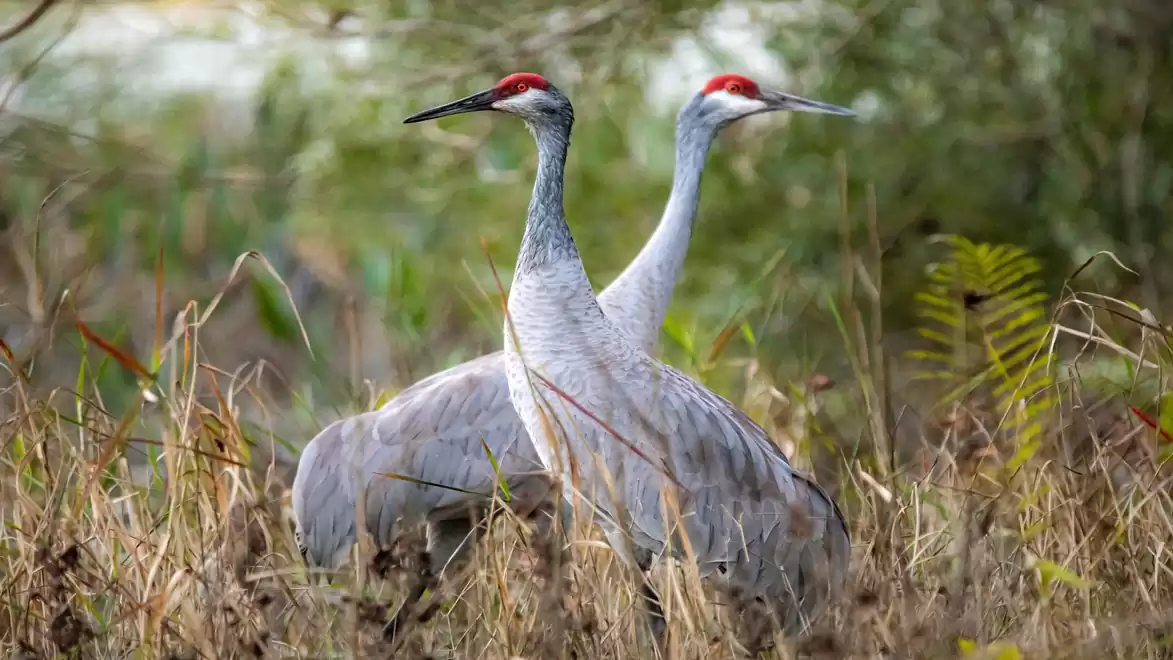 Two sandhill cranes in the grass, surrounded by green vegetation.