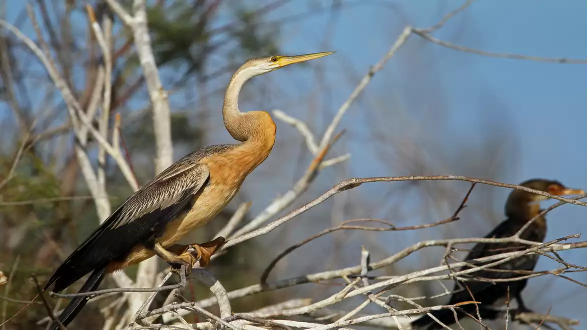 An Anhinga bird perches on a dry branch. The bird has a long, slender yellow beak and brown plumage. In the background, there is a blue sky and more branches.
